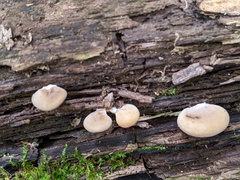 Hohenbuehelia angustata
