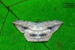Probithia exclusa