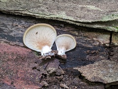 Hohenbuehelia angustata