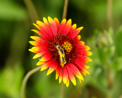 Chauliognathus scutellaris