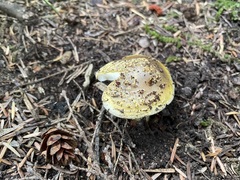 Amanita augusta