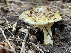 Amanita augusta