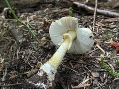 Amanita augusta