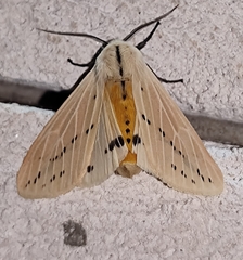 Spilosomina