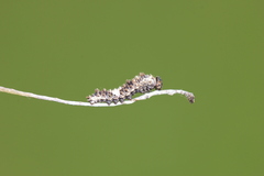 Limenitis lorquini