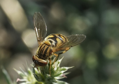 Parhelophilus laetus