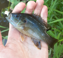 Lepomis cyanellus