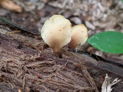 Hohenbuehelia angustata