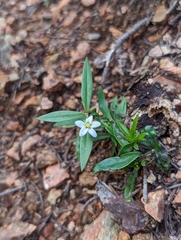 Moehringia macrophylla