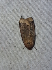 Abagrotis