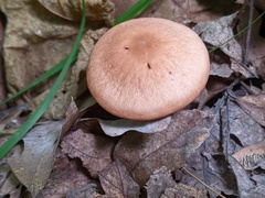 Marasmius cohaerens lachnophyllus