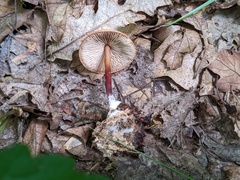 Marasmius cohaerens lachnophyllus