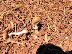 Agrocybe molesta