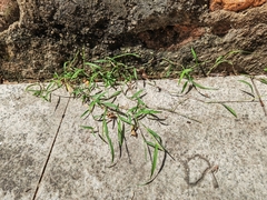 Digitaria radicosa