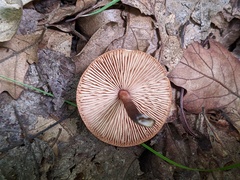 Marasmius cohaerens lachnophyllus