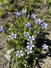 Gentiana calycosa