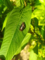 Succinea putris