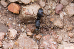 Pseudoneoponera rufipes