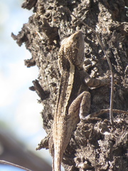 Amphibolurus burnsi