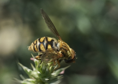 Parhelophilus laetus