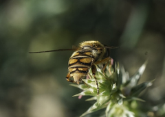 Parhelophilus laetus