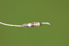 Limenitis lorquini