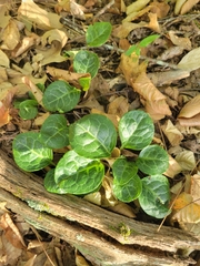 Pyrola americana