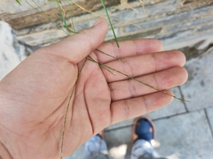 Digitaria radicosa