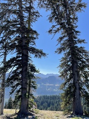 Pinus balfouriana