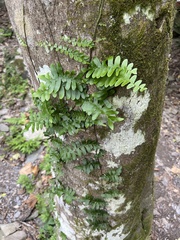 Arthropteris palisotii