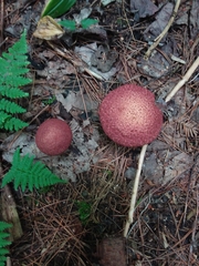 Suillus spraguei