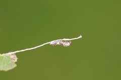 Limenitis lorquini