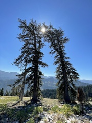 Pinus balfouriana