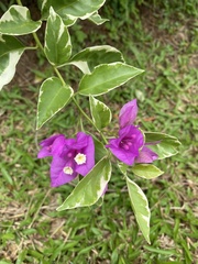 Bougainvillea glabra
