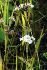 Achillea millefolium borealis