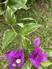 Bougainvillea glabra