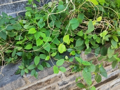 Paederia foetida