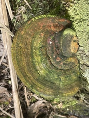 Ganoderma zonatum