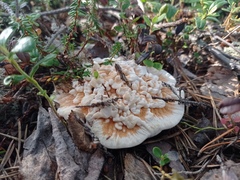 Hydnellum aurantiacum