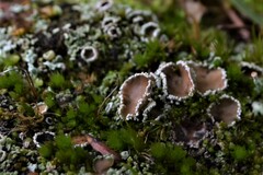 Psoroma hypnorum