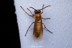 Provespa barthelemyi