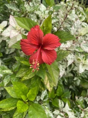 Hibiscus rosa-sinensis