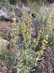 Artemisia michauxiana