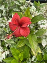 Hibiscus rosa-sinensis