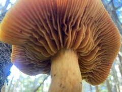 Hygrocybe punicea
