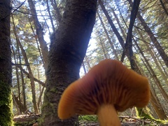 Hygrocybe punicea