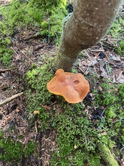 Hygrocybe punicea