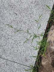 Digitaria radicosa