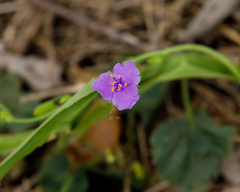 Tradescantia