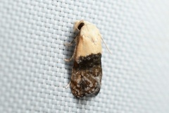 Eugnosta erigeronana